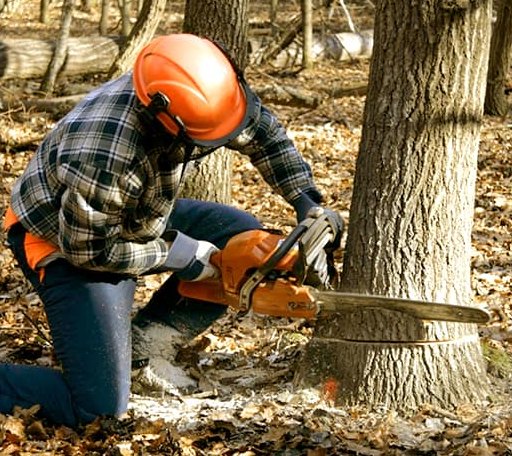 Tree Removal in Stratton, ME